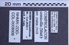Etiketten zu Agrypnus crenicollis (NHMW-ZOO-COL-0008009)